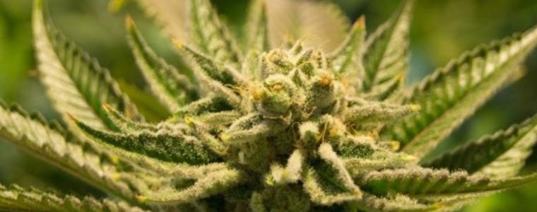 В Ливан разрешиха отглеждането на канабил като противокризисна мярка