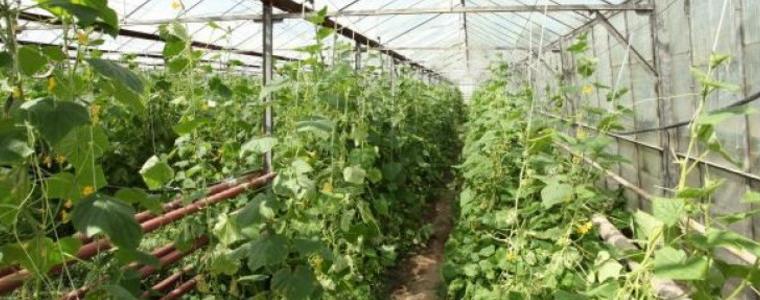 Български производители на зеленчуци се отказват да произвеждат заради ниските цени на вноса