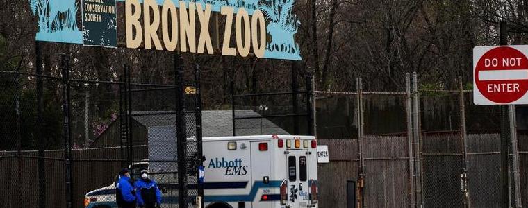 Четири тигъра и три лъва са заразени с COVID-19 в нюйоркски зоопарк