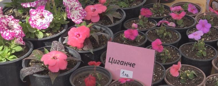 „Чудната градина“ предлага първите цъфнали цветя на фермерския пазар (ВИДЕО)