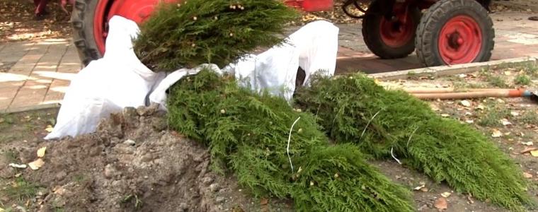 Добрич ще бъде залесен с над 1000 дръвчета