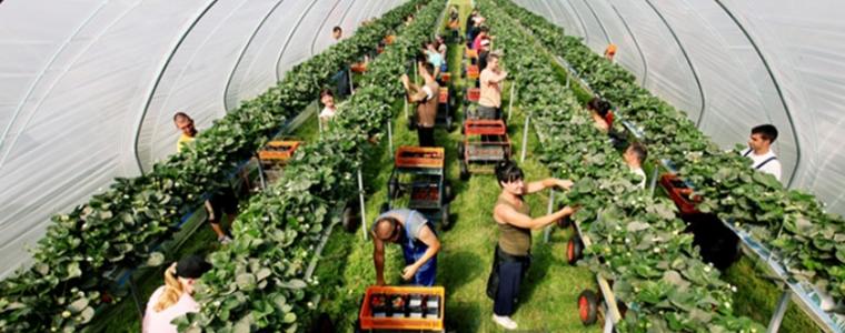 Хиляди британци ще трябва да събират реколтата тази година