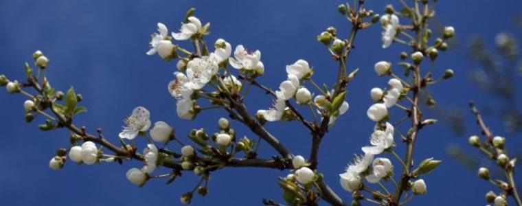Променлива облачност до слънчево време в неделя
