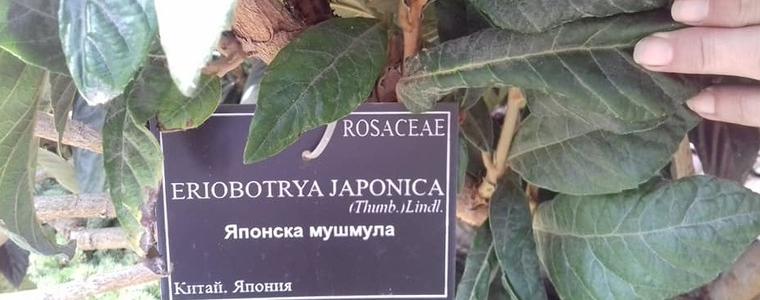 Японската мушмула в Ботаническата градина върза плод