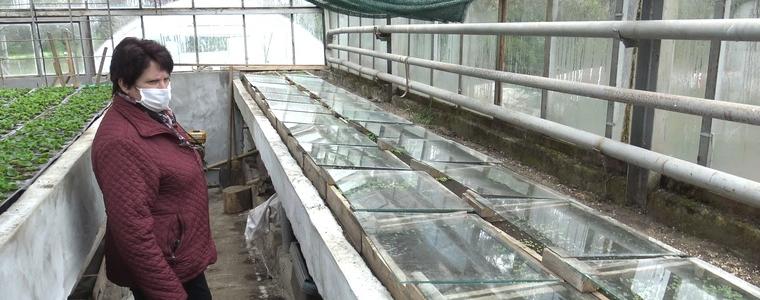 В общинския разсадник, макар и в намален състав, подготвят 50 000 броя разсад (ВИДЕО)