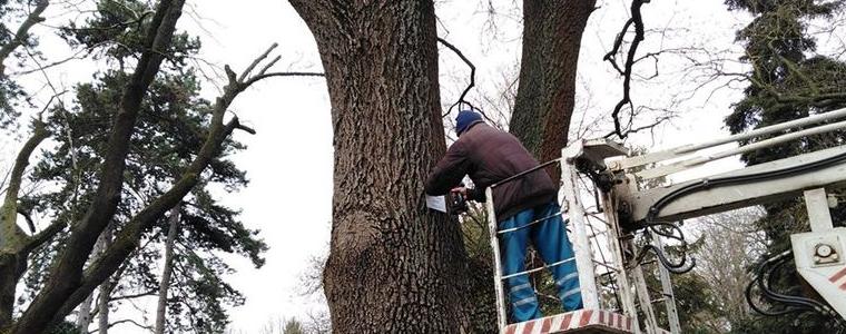 Вековни дървета в Добрич са обозначени с табели