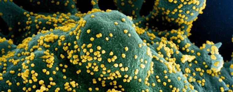 Най-голямата загадка: Гените ли са решаващи при коронавируса 