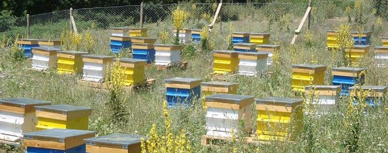 Пазете си пчелите! В района на Каварна ще третират царевица