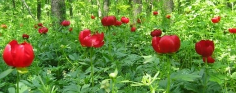 Променливо време утре, 24 май