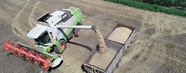 167 килограма от декар е средният добив на пшеницата в областта