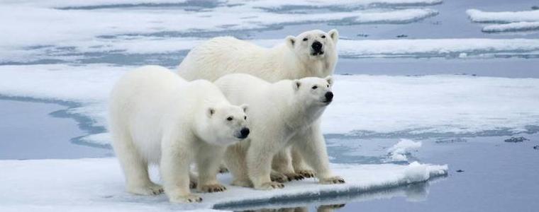 Белите мечки може да изчезнат до края на века, сочи ново изследване