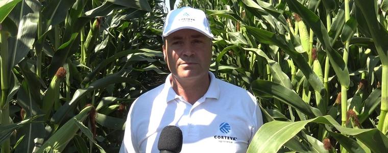 „Кортева“ представи хибриди царевица и слънчоглед на фермерите от Добруджа (ВИДЕО)