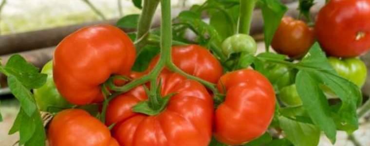 Ядем по-скъпи домати заради жегата