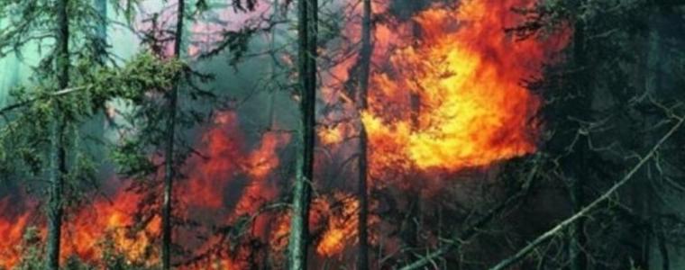 Пожарът на борова гора над Карлово се разраства