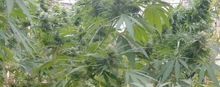 Разкриха  домашна оранжерия за марихуана в тошевско село