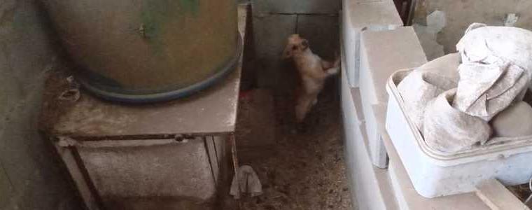 Глобиха ветеринаря в Тервел, издал фалшиви документи на кучето, спасено след призив на Жан-Клод Ван Дам
