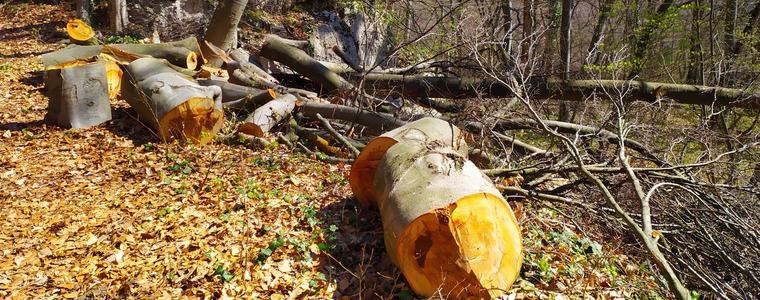18 кубика дърва за огрев са отсекли за седмица бракониери в ДГС-Генерал Тошево