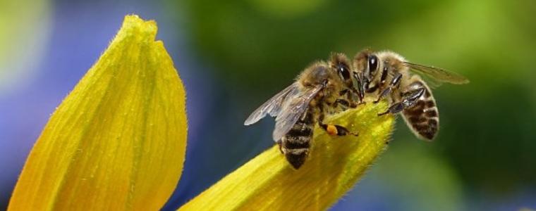 Нова е-платформа ще уведомява пчеларите за използване на земеделски препарати