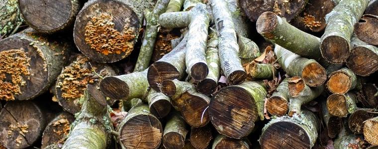  Над 44 кубика крадени дърва за огрев са задържани от горските в  ДЛС-Тервел за седмица