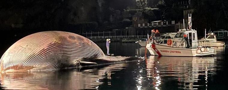 Тяло на 70-тонен кит изплува край Италия
