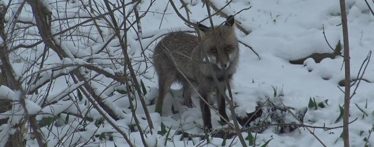 Гладна лисица се разходи днес в Добрич (ВИДЕО)