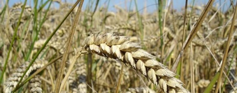 15% по-голям добив на пшеница у нас се очаква тази година