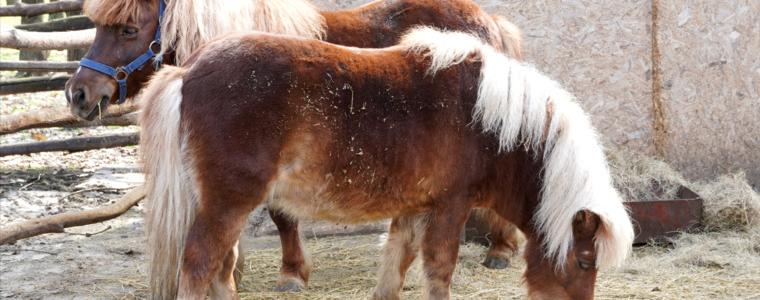 Две нови понита в зооцентъра в Добрич, търсят се имена на агънцата (ВИДЕО И СНИМКИ)