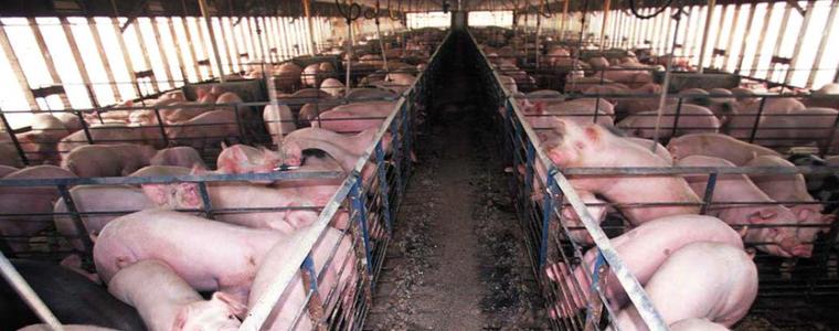 ЕК премахна част от ограничения в производството и търговията на свинско месо в пет области, сред тях и Добрич