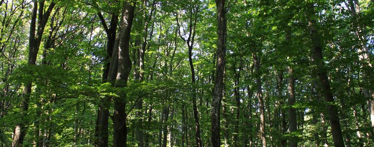 Нови 2500 декара гори от този месец влизат в обхвата на ДЛС-Тервел