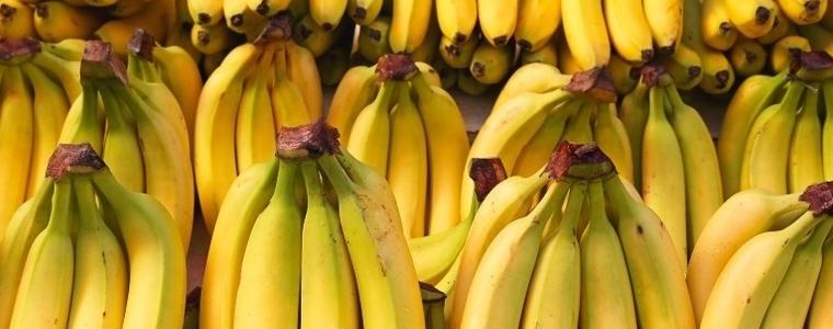 Силно заразна гъба в почвата може да остави човечеството без банани