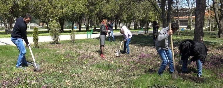 Засадиха 100 дървета в градския парк в Генерал Тошево (ВИДЕО)