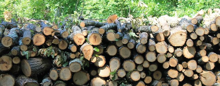 Горските стопанства са изпълнили заявки за дърва на 1637 лица от област Добрич
