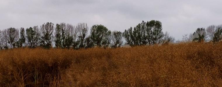 Продължава съхненето на ясеновите пояси на територията на ДГС-Генерал Тошево