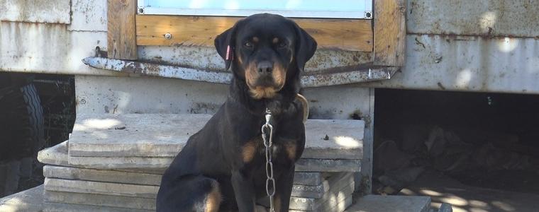 Кучетата от общинския приют в Добрич очакват своите осиновители (ВИДЕО)