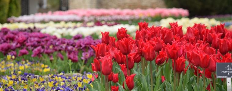 Над 100 хиляди цветя ще красят през пролетта Ботаническата градина в Балчик