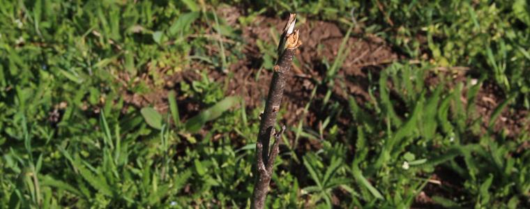ВАНДАЛЩИНА: Отчупени са част от дръвчетата, засадени преди 2 седмици в парка на Добрич (ВИДЕО)