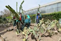 Колекциите от кактуси и други сукуленти вече са експонирани на открито в Ботаническа градина - Балчик