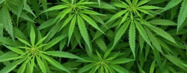 Белият дом предлага легализиране на марихуаната в САЩ
