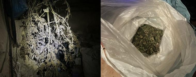 Добричките полицаи задържаха 55-годишен мъж за отглеждане на марихуана