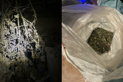 Добричките полицаи задържаха 55-годишен мъж за отглеждане на марихуана