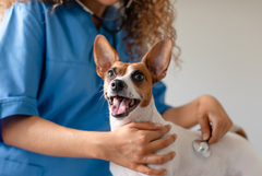 Ден на ветеринарния лекар е 14 декември