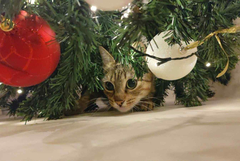 Прогноза за понеделник - 15 декември