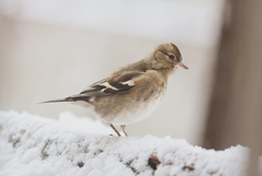 Прогноза за времето в понеделник, 12 януари