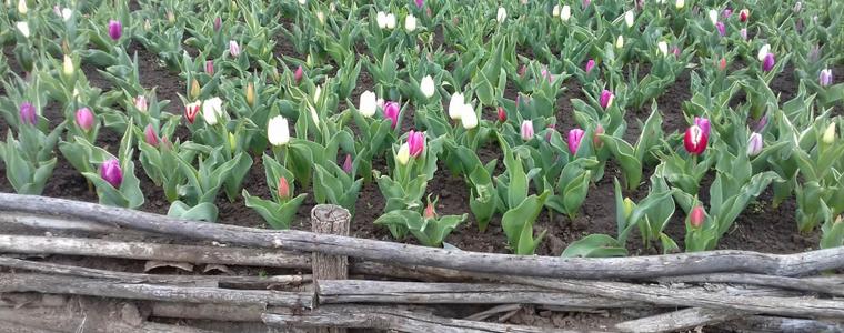 Валежи от дъжд на много места в България