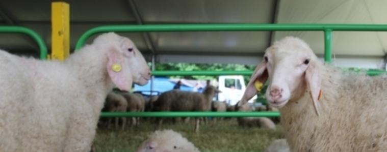 Две фолклорни групи представят Добруджа на събора на овцевъдите