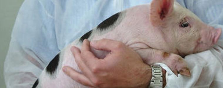 Над 400 фермери заявиха желание да отглеждат животните си хуманно