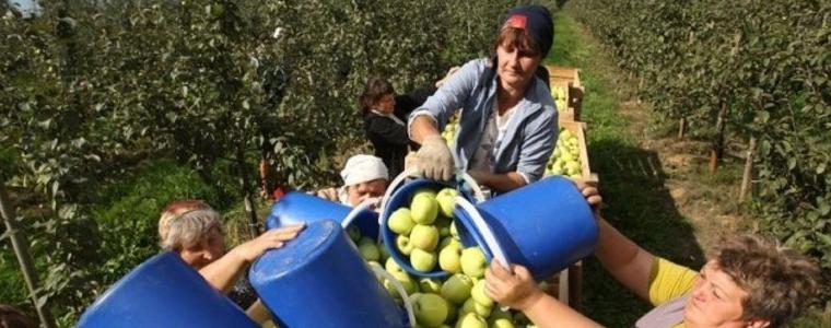 200 еднодневни договори са заверени в Инспекцията по труда още в първия позволен ден 