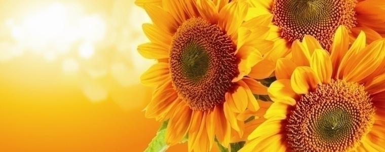 Слънчевото време се запазва, до 29 градуса утре