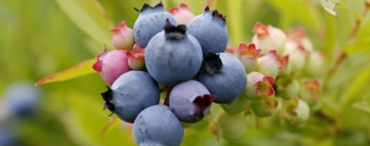Около 30 нашенци бяха измамени за работа в Швеция