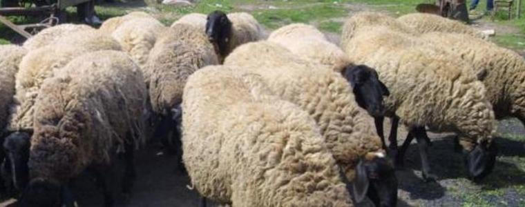 Откраднаха 9 овце от къща в Бенковски